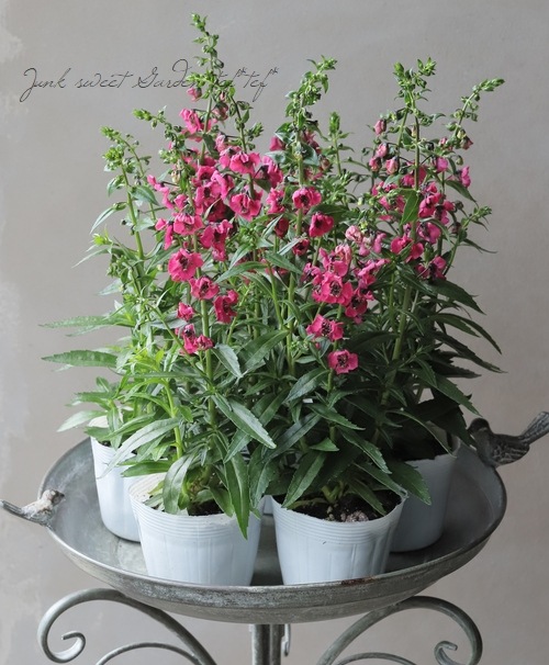 大輪アンゲロニア 『アークエンジェル・チェリーレッド』 | すべての