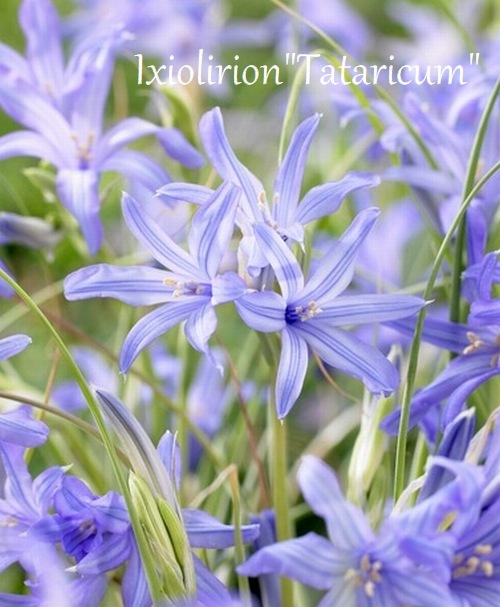 �ڵ庬�ۥ���������ꥪ�󡡡إ����ꥫ���