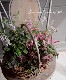 tef*tef*�󤻿��� 2017 * no.30 *���ԥ󥯤ΥХ����å�