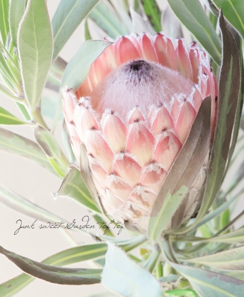 プロテア 『ジュリエット』 オーストラリアンプランツ 【A】 | すべて