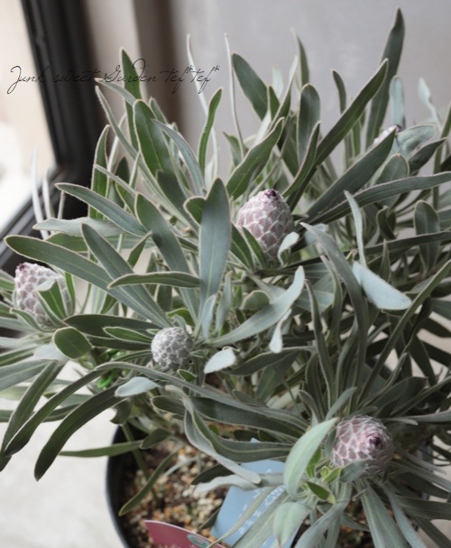 プロテア 『ジュリエット』 オーストラリアンプランツ 【A