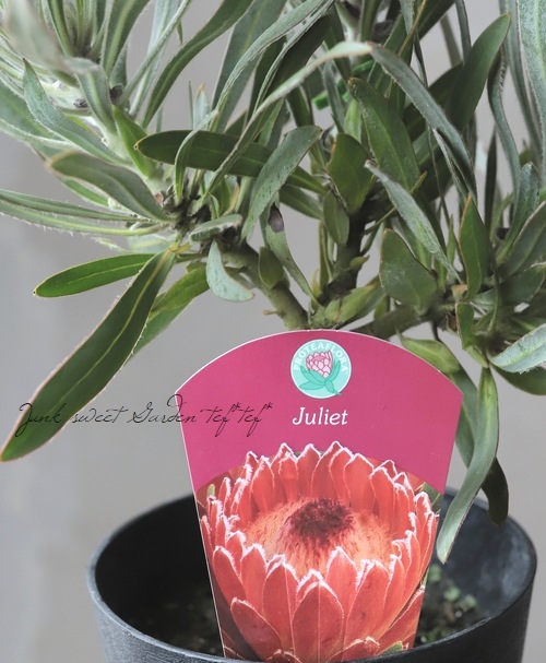 プロテア 『ジュリエット』 オーストラリアンプランツ 【A