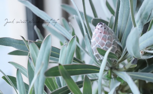 boelen　プロテア　ジュリエット　10号 ザ・ファームセレクト]プロテア：ジュリエット7号23-02（5F） の