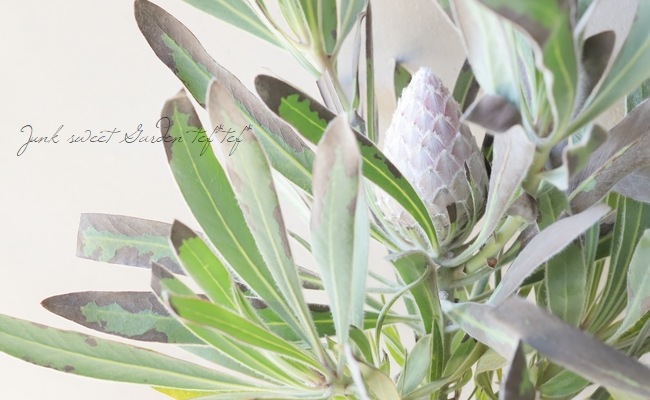 boelen　プロテア　ジュリエット　10号 プロテア 『ジュリエット』 オーストラリアンプランツ 【A