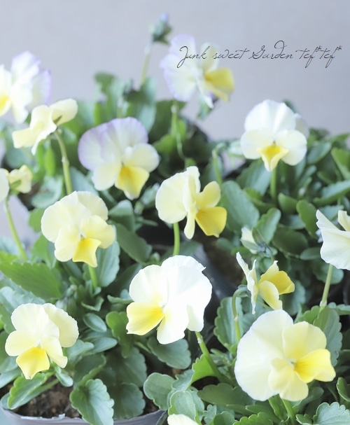 エンザイン フローラ エンザイン フローラ Oak Engineered Flooring-Auburn 7-1/2”*3