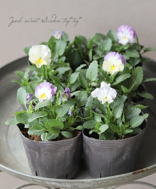 ハンドメイド　ビオラ ゲブラさん】 ビオラ 『ミックス』 2.5寸POT