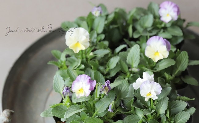 ☆みもとビオラ 『エンジェルダック』 | すべての商品 | | Junk sweet