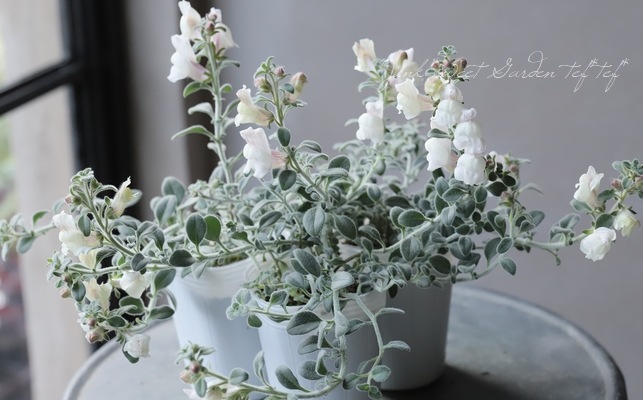 這性宿根キンギョソウ 『アールグレイ』 | すべての商品 | | Junk