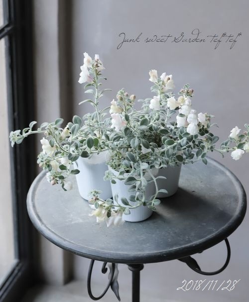 這性宿根キンギョソウ 『アールグレイ』 | すべての商品 | | Junk