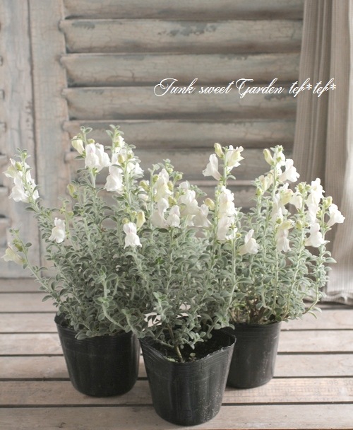 �����ɺ����󥮥祽�����إ����륰�쥤�١�