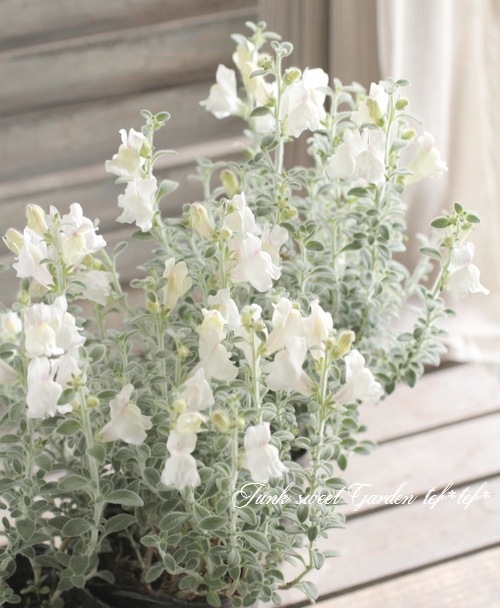 �����ɺ����󥮥祽�����إ����륰�쥤�١�