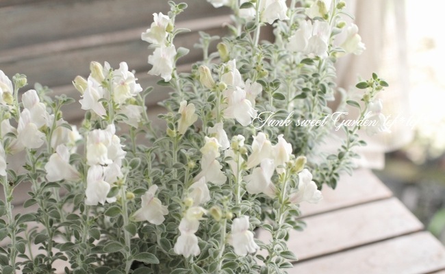 �����ɺ����󥮥祽�����إ����륰�쥤�١�