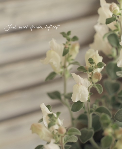 �����ɺ����󥮥祽�����إ����륰�쥤�١�