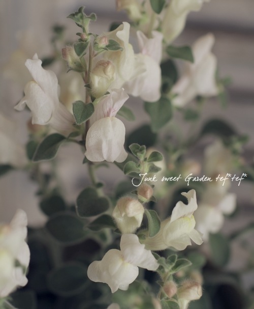 �����ɺ����󥮥祽�����إ����륰�쥤�١�