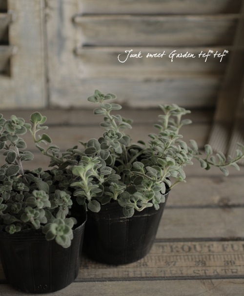 �����ɺ����󥮥祽�����إ����륰�쥤�١�