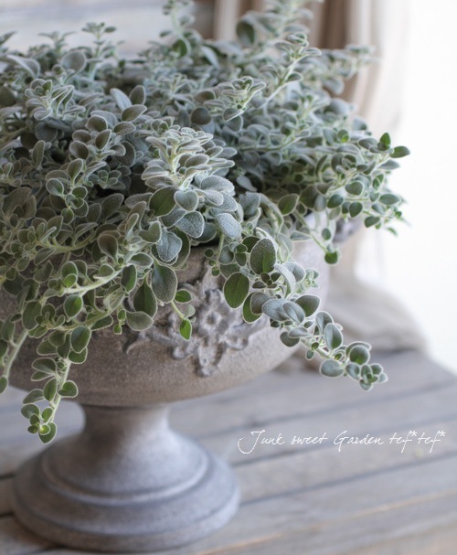 �����ɺ����󥮥祽�����إ����륰�쥤�١�