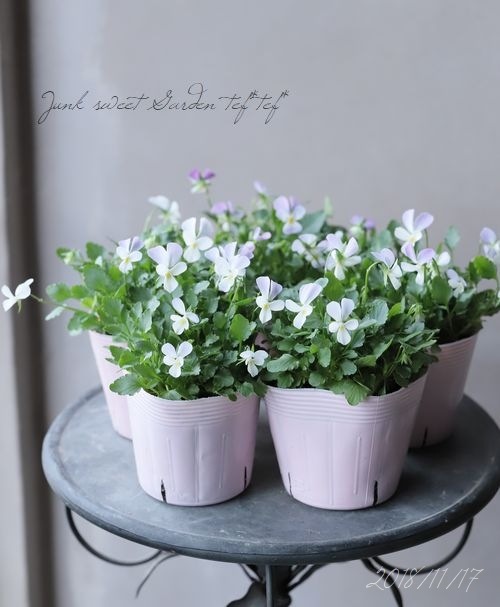 コウロギノブコさん育種！ビオラ 『うさぎ』 | すべての商品 | | Junk