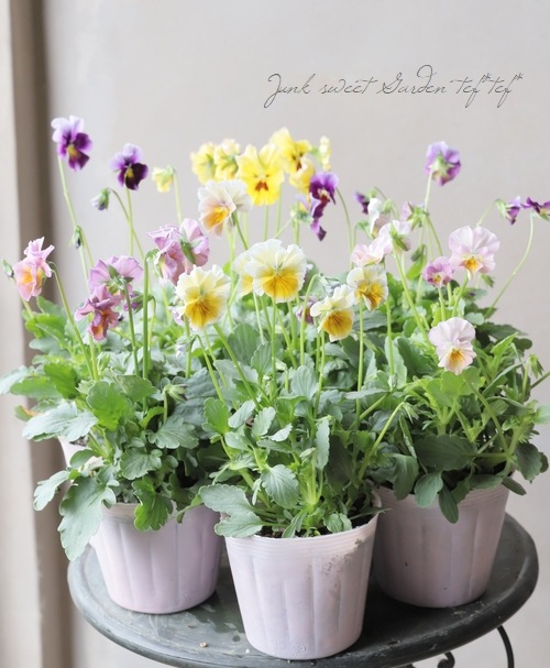 ����¼ζŵ������ӥ��顡�ط��Ԥ����꡼����