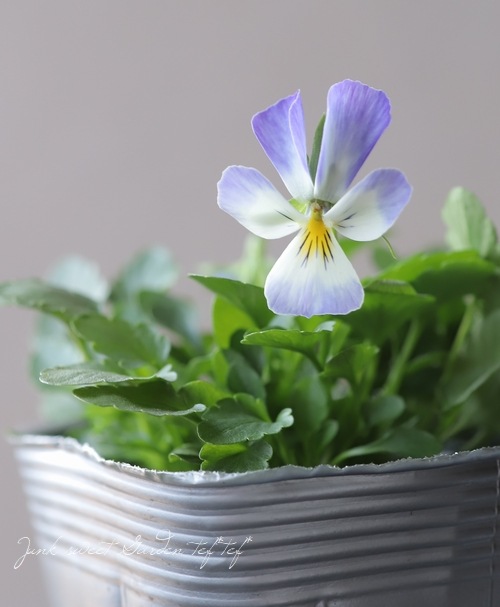 コウロギノブコさん育種！ビオラ 『うさぎ』 | すべての商品 | | Junk