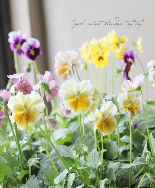 ����¼ζŵ������ӥ��顡�ط��Ԥ����꡼����