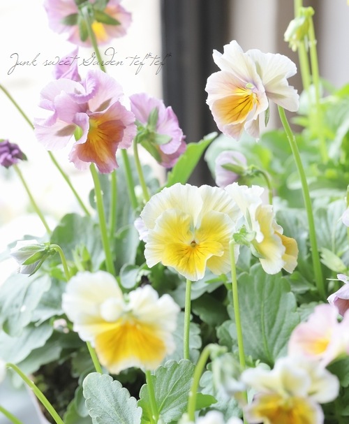 ����¼ζŵ������ӥ��顡�ط��Ԥ����꡼����