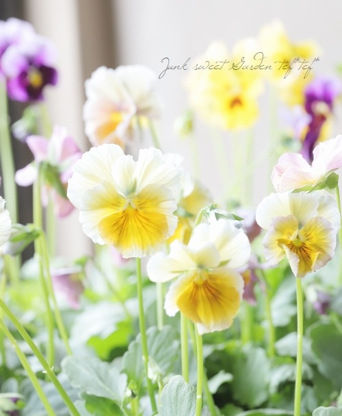 ����¼ζŵ������ӥ��顡�ط��Ԥ����꡼����