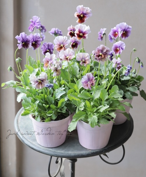 ����¼ζŵ������ӥ��顡�ط��Ԥ����꡼����