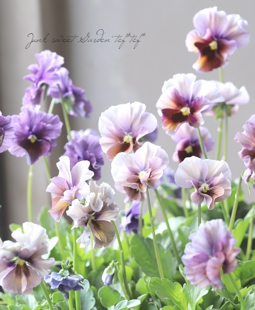 ����¼ζŵ������ӥ��顡�ط��Ԥ����꡼����