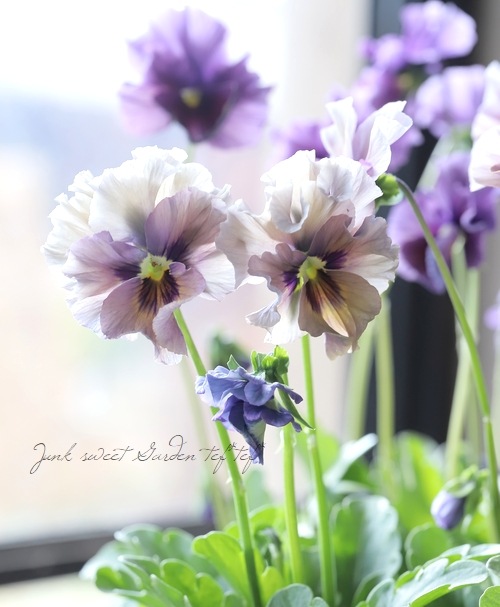 ����¼ζŵ������ӥ��顡�ط��Ԥ����꡼����