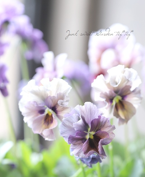 ����¼ζŵ������ӥ��顡�ط��Ԥ����꡼����