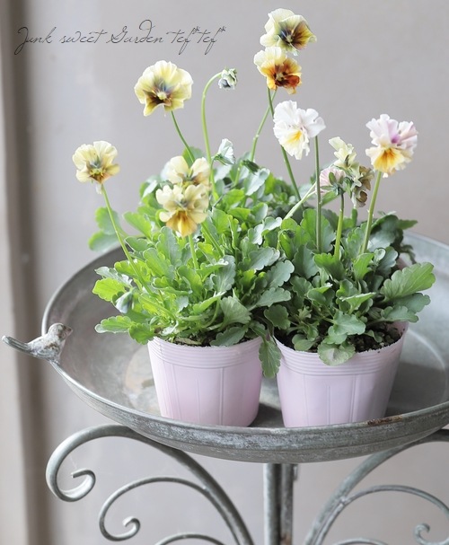 ����¼ζŵ������ӥ��顡�ط��Ԥ����꡼����