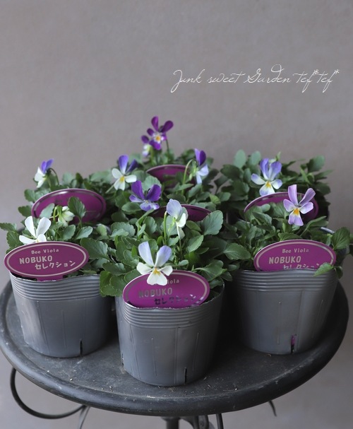 コウロギノブコさん育種！ビオラ 『うさぎ』 | すべての商品 | | Junk