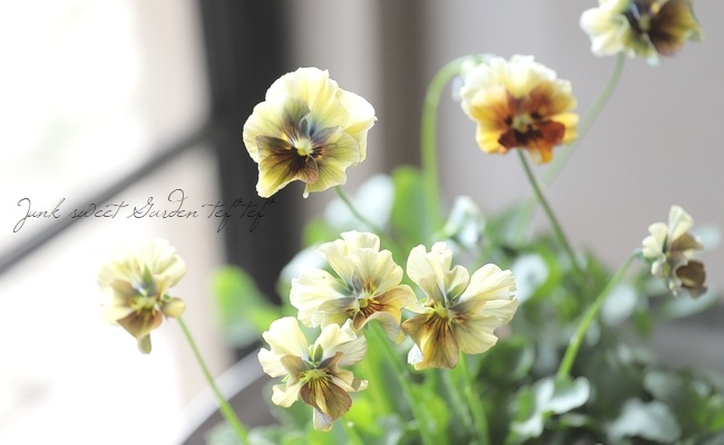 ����¼ζŵ������ӥ��顡�ط��Ԥ����꡼����