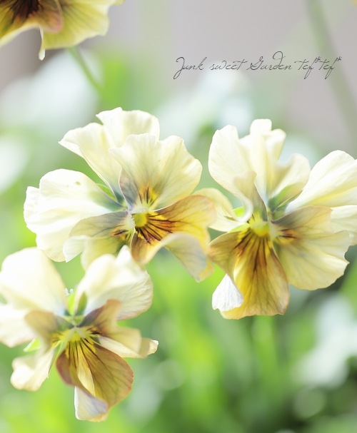 ����¼ζŵ������ӥ��顡�ط��Ԥ����꡼����