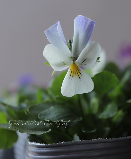 コウロギノブコさん育種！ビオラ 『うさぎ』 | すべての商品 | | Junk