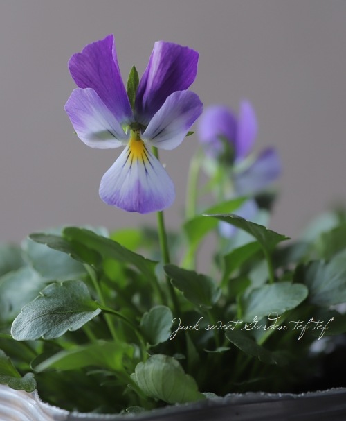 コウロギノブコさん育種！ビオラ 『うさぎ』 | すべての商品 | | Junk