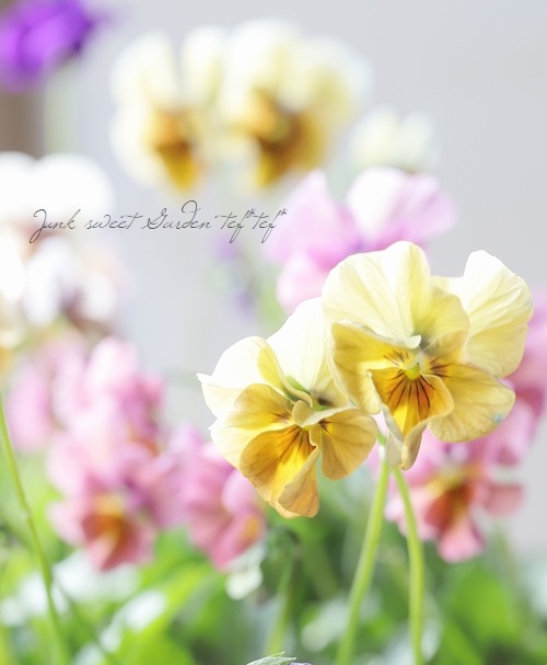 ����¼ζŵ������ӥ��顡�ط��Ԥ����꡼����