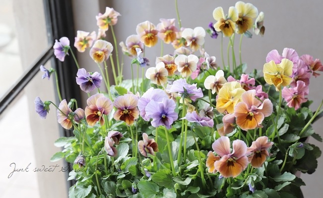 ����¼ζŵ������ӥ��顡�ط��Ԥ����꡼����