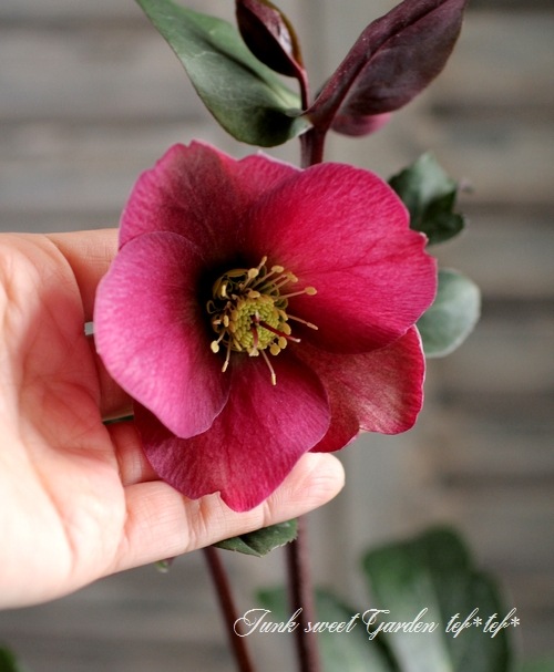 クリスマスローズ 『アンナズレッド』 | すべての商品 | | Junk