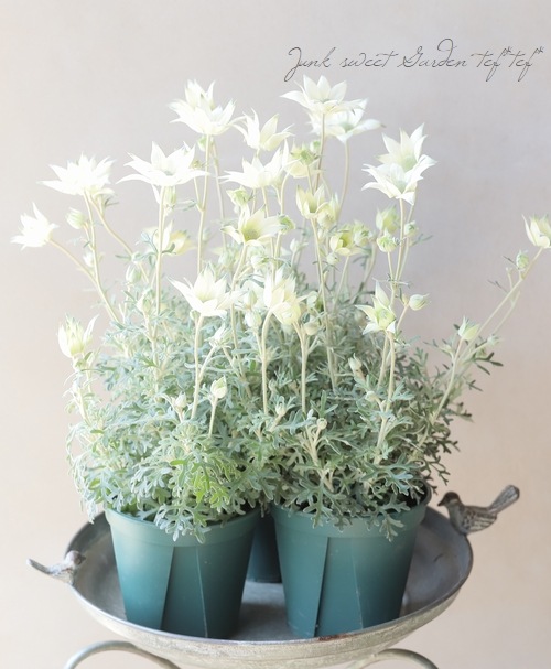 եͥե إϥˡۥåס