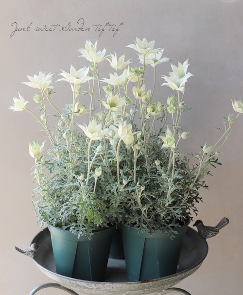 եͥե إϥˡۥåס