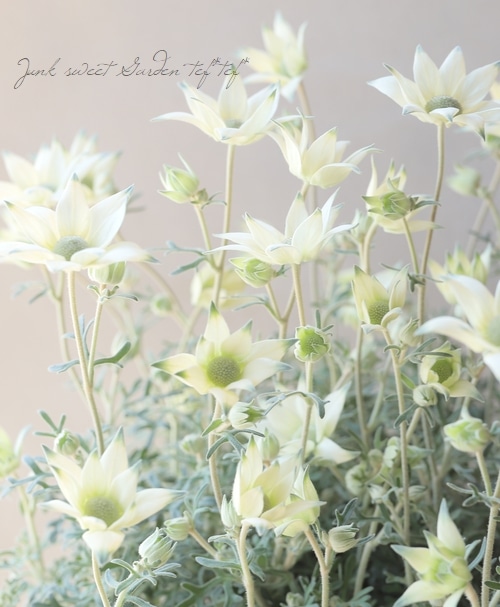 եͥե إϥˡۥåס