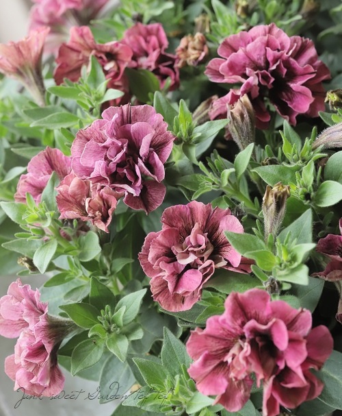 専用　ブライダルベール　ケイトウ　八重咲ペチュニア　クレイフラワー 花日和さんオリジナル】 八重咲きペチュニア・ベルチャーム