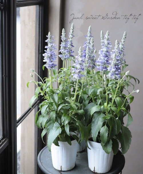 PTJ591｜ワコール サルート 91G ボーイレングスショーツ M/L 下着・ランジェリーの専門店 アンテシュクレ(intesucre) 【バラ販売】Ｅ－１８８ザル 中 ブルー（1袋/50個入）4996675188111