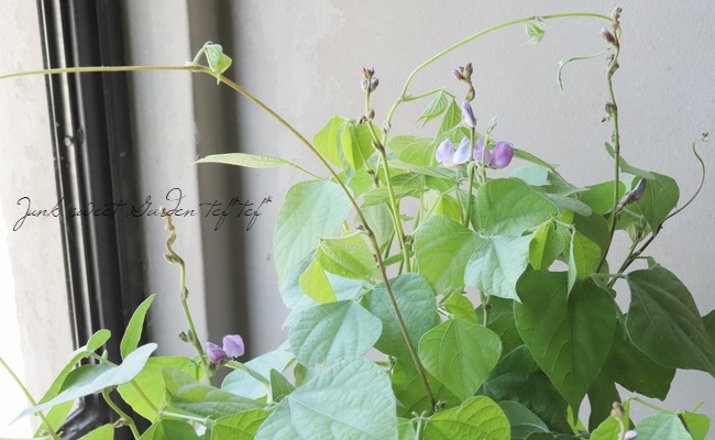 フリホーレス・ボラーチョス（ドランクンビーンズ）のレシピ