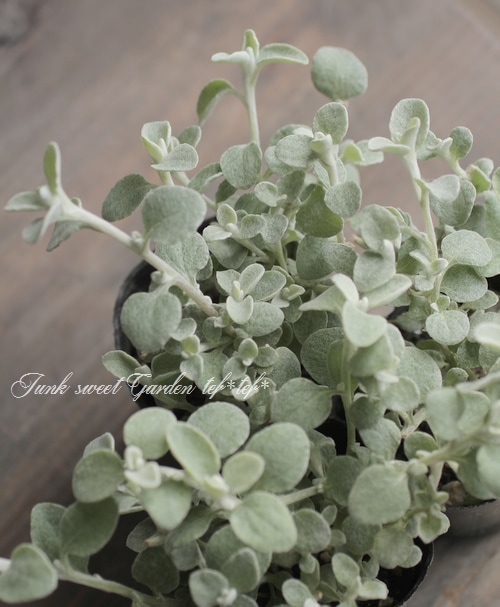 ヘリクリサム 『ブルーシルバー』 | すべての商品 | | Junk sweet