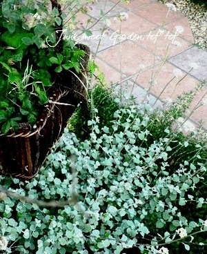 ヘリクリサム 『ブルーシルバー』 | すべての商品 | | Junk sweet