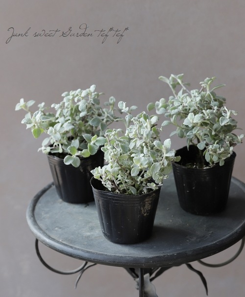 �إꥯ�ꥵ�ࡡ�إ֥롼����С���