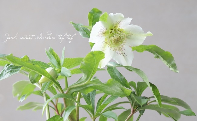 花郷園】 クリスマスローズ 『クレマチス咲きセミダブル』 【No.71