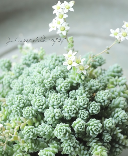 多肉植物】セダム 『マジョール』 | すべての商品 | | Junk sweet